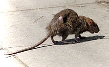 220px-Street-rat[1].jpg