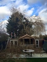 Scaffold round a tree to be cut down... Fuck that it's Friday we will cut the cunt down ourselfs.jpg