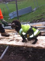 Top dog.jpg