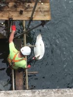 New best mate on the job Douglas Harbour!.jpg