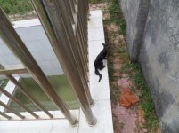 kitty.jpg