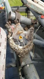 come across these little chicks in a nest stripping a tempary roof.jpg